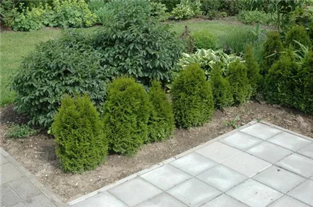 TOP 5 HECKENPFLANZEN im portrait TOP 5 HECKENPFLANZEN im portrait