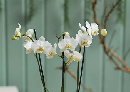 MODERNE WEIHNACHTEN! 