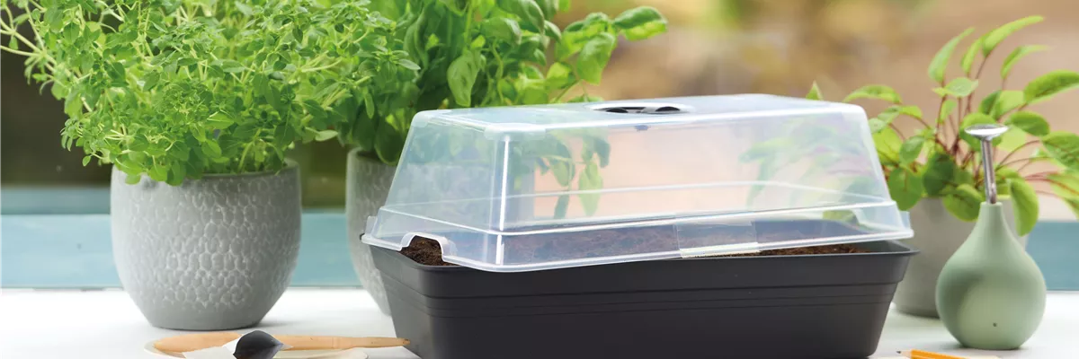 PLATZ DA AUF DER FENSTERBANK!