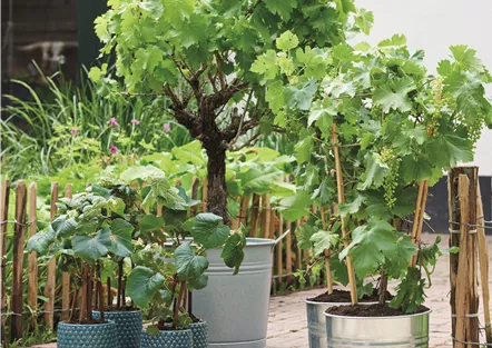 MEDITERRANE KüBELPFLANZEN! 