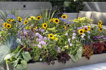 VOLLE BLüTE SOMMER! 