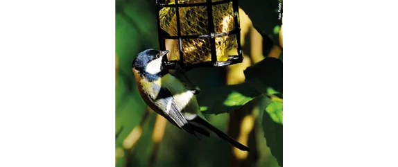 TIPPS ZUR WINTERVOGELFüTTERUNG! TIPPS ZUR WINTERVOGELFüTTERUNG!