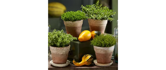 DEIN HERBST… GENUSS! DEIN HERBST… GENUSS!