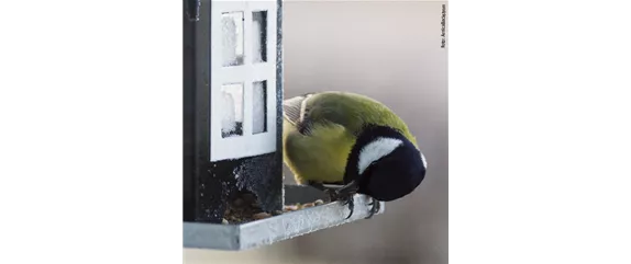 TIPPS ZUR WINTERVOGELFüTTERUNG! TIPPS ZUR WINTERVOGELFüTTERUNG!