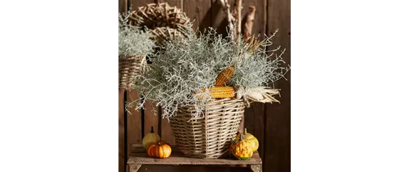 DEIN HERBST… GENUSS! DEIN HERBST… GENUSS!