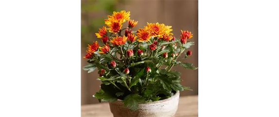 DEIN HERBST… GENUSS! DEIN HERBST… GENUSS!