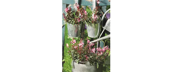SOMMER IM STAUDENGARTEN!