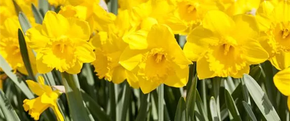 BUNTES OSTERFEST MIT FRüHLINGSBOTEN! BUNTES OSTERFEST MIT FRüHLINGSBOTEN!