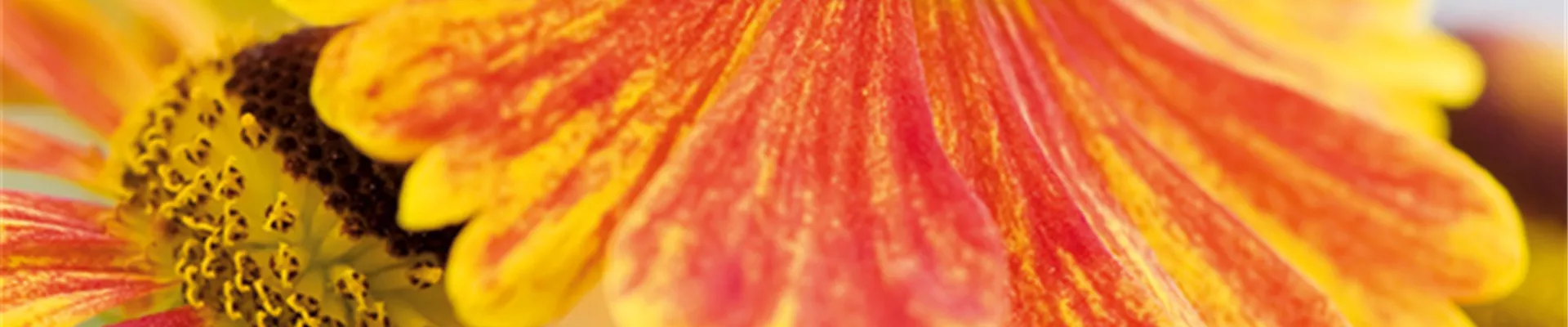 PFLANZE DES MONATS SEPTEMBER: SONNENBRAUT