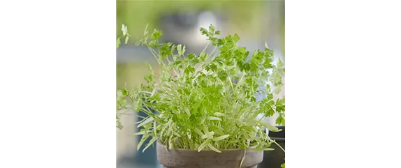 WIE GEHT... OMA'S SUPERFOOD? WIE GEHT... OMA'S SUPERFOOD?