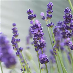 1350-lavendel2.jpg