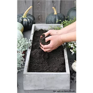 WIE GEHT...KÜRBIS FLORAL GESCHMÜCKT? WIE GEHT...KÜRBIS FLORAL GESCHMÜCKT?