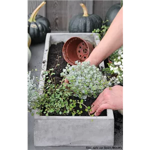 WIE GEHT...KÜRBIS FLORAL GESCHMÜCKT? WIE GEHT...KÜRBIS FLORAL GESCHMÜCKT?