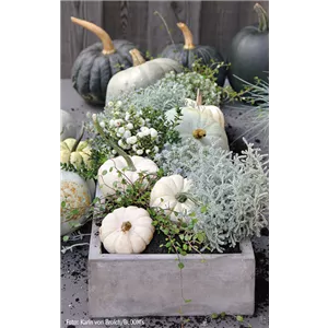 WIE GEHT...KÜRBIS FLORAL GESCHMÜCKT? WIE GEHT...KÜRBIS FLORAL GESCHMÜCKT?