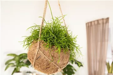 HäNGENDE ZIMMERPFLANZEN!