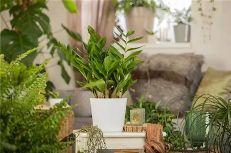 ZAMIOCULCAS - BESONDERS PFLEGELEICHT!