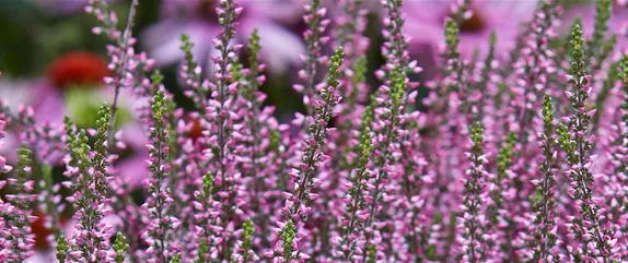 EIN KUNTERBUNTER HERBST!