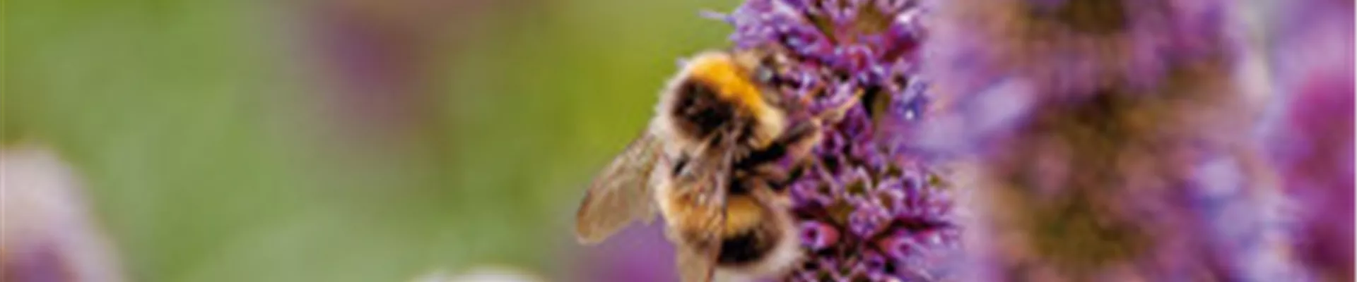 DAS GROSSE KRABBELN! 