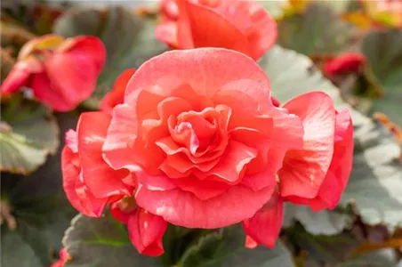 EINE BLUME SAGT MEHR ALS 1000 WORTE