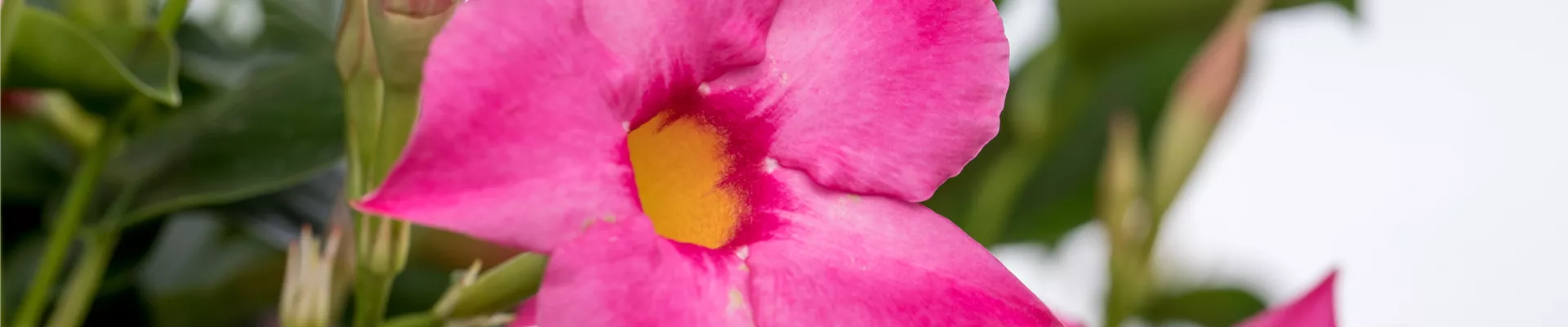 Mandevilla 'Bloom Bells'®