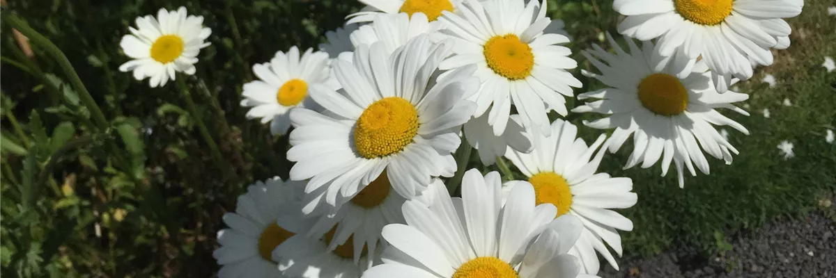 SOMMERMARGERITE