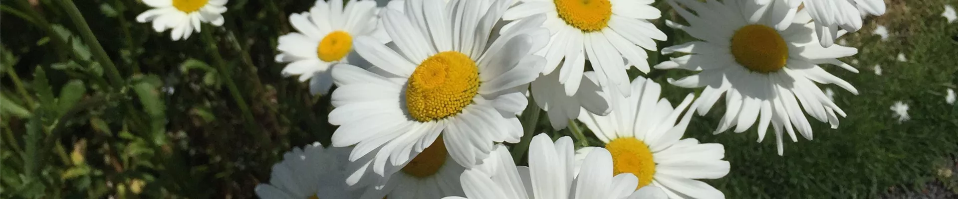 SOMMERMARGERITE
