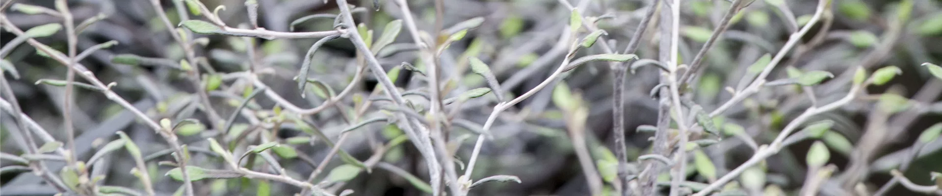 Corokia cotoneaster