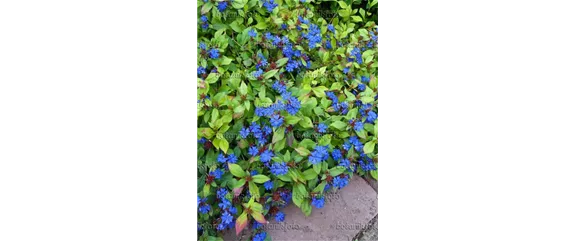 EIN KUNTERBUNTER HERBST!