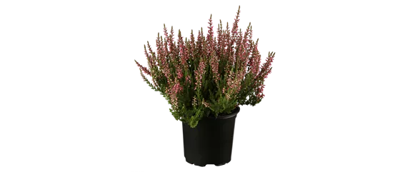 EIN KUNTERBUNTER HERBST!