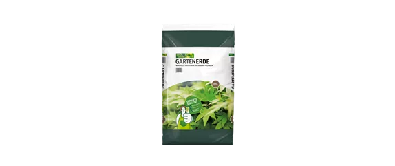 Pflanze des Monats Dezember: Stechpalme Pflanze des Monats Dezember: Stechpalme