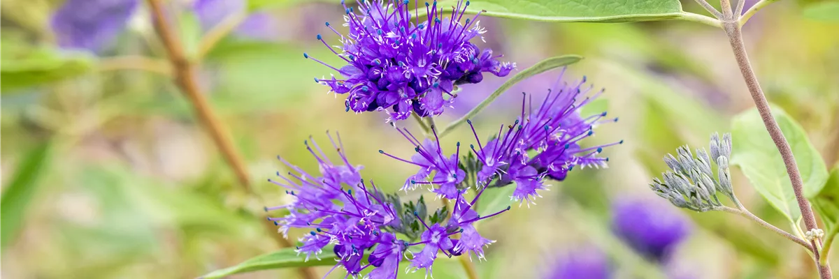 Caryopteris clandonensis 'Heavenly Blue'