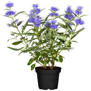 BARTBLUME