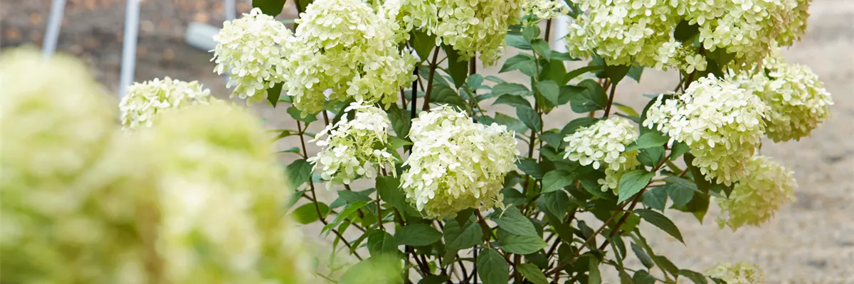 AUSZEIT IM GARTEN!