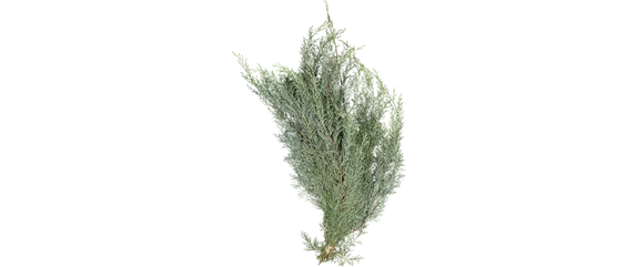 ADVENT, ADVENT – EIN KERZLEIN BRENNT! ADVENT, ADVENT – EIN KERZLEIN BRENNT!