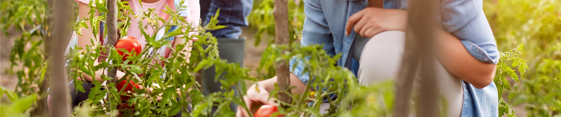 GESUND, GESüNDER, SELBSTVERSORGER!