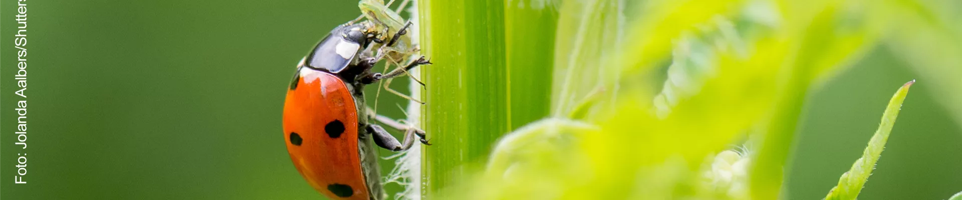 NATüRLICH GESCHüTZT!