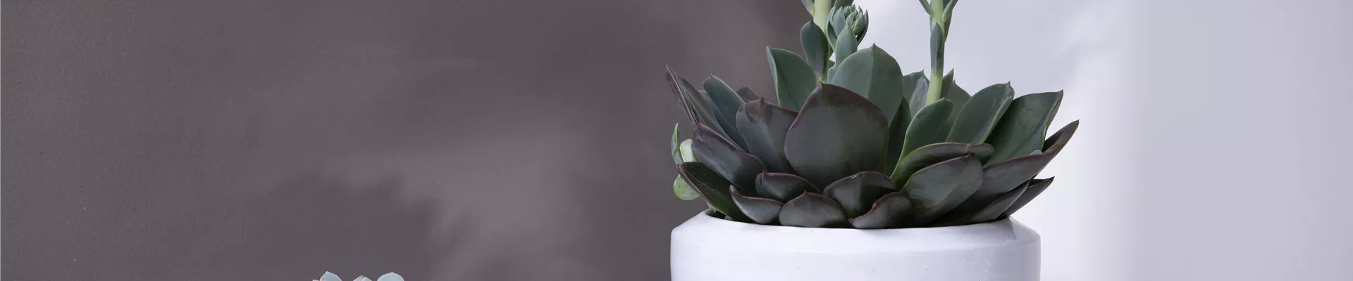 Echeveria 'Blue Prince'