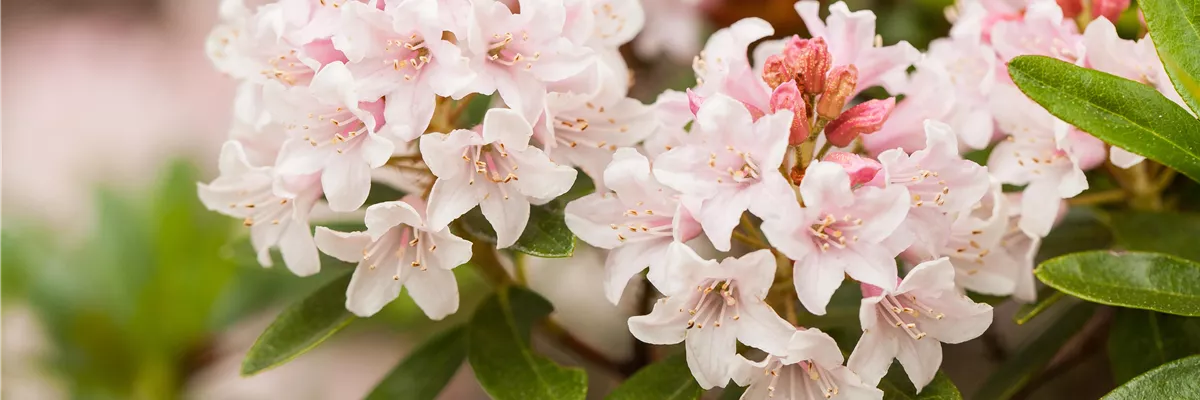 Ziergarten im Februar