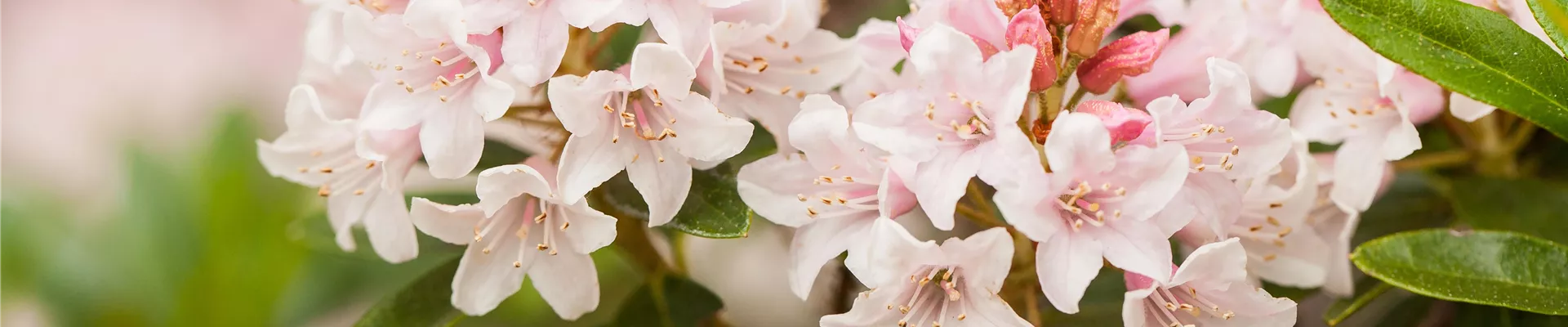 Ziergarten im Februar