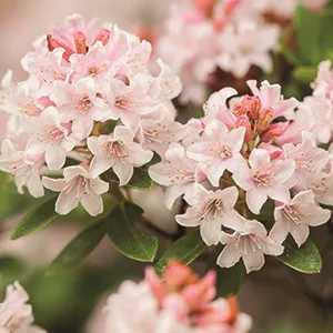 Ziergarten im Februar Ziergarten im Februar