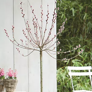 Ziergarten im Februar Ziergarten im Februar