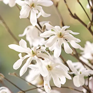 Ziergarten im Februar Ziergarten im Februar
