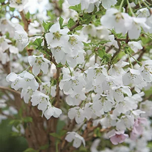 Ziergarten im Februar Ziergarten im Februar