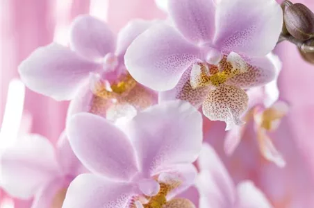 DIE TOP 8 DER WINTERBLUMEN DIE TOP 8 DER WINTERBLUMEN