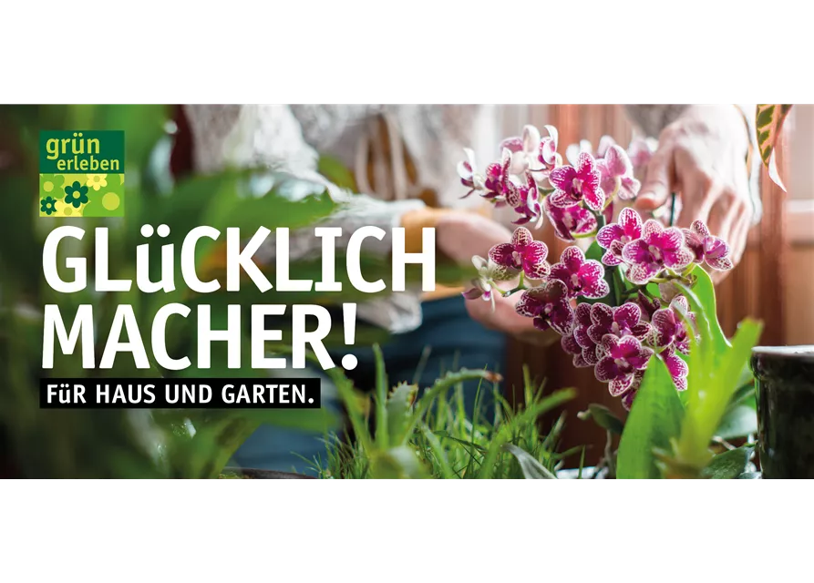 Motiv 1 - Glücklichmacher
