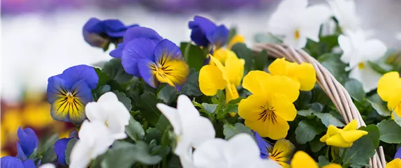 BUNTES OSTERFEST MIT FRüHLINGSBOTEN! BUNTES OSTERFEST MIT FRüHLINGSBOTEN!