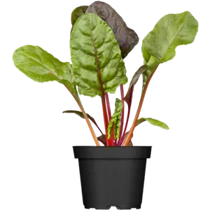 WIE GEHT... OMA'S SUPERFOOD? WIE GEHT... OMA'S SUPERFOOD?