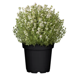 WIE GEHT... OMA'S SUPERFOOD? WIE GEHT... OMA'S SUPERFOOD?