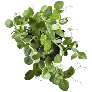 WIE GEHT... OMA'S SUPERFOOD? WIE GEHT... OMA'S SUPERFOOD?