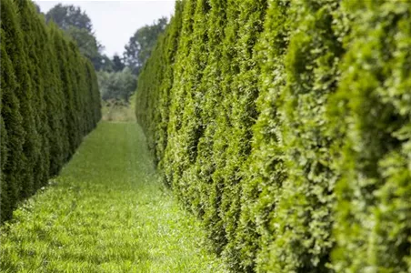 AUSGEHECKT! AUSGEHECKT!